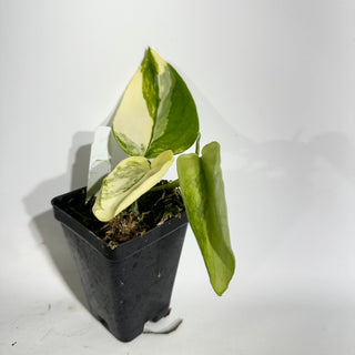 Z-5002 - Scindapsus pictus 'Jade Satin' aurea-variegata