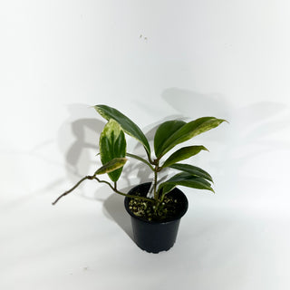 Hoya incrassata 'Eclipse' [#1742]