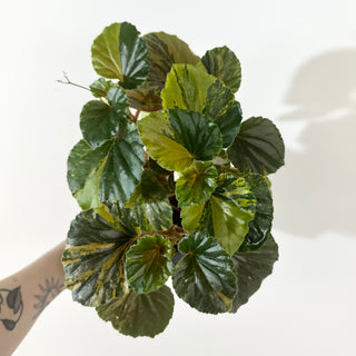 Begonia cucullata (variegated) [#2268]