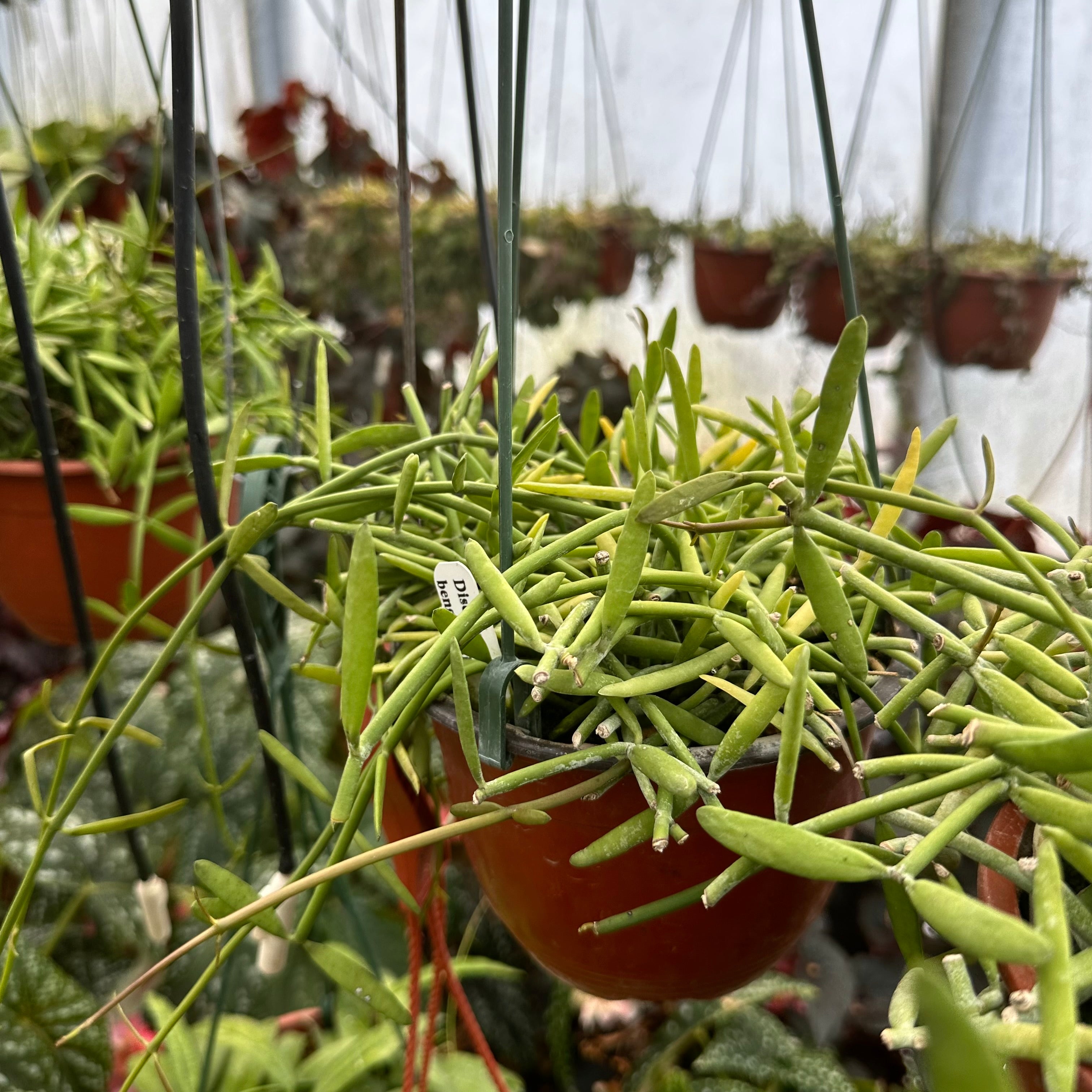 helicopter plant succulent Dischidia Bengalensis | Helicopter Plant