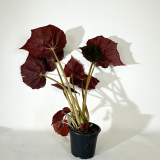 Begonia 'Selph's Mahagony' (XL Pot) [#2052]