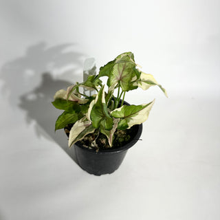 Syngonium 'White Princess' [#1906]