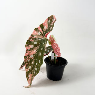 Begonia maculata (Variegated) [#1852]