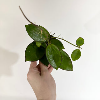 Hoya sp. Da Lat (round leaves)