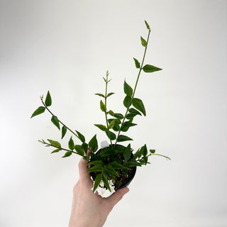 Hoya bella