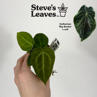 Anthurium 'Big Bertha' x self - 2 Seedlings [#1512]
