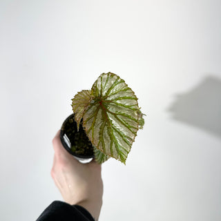 Begonia brevirimosa (Silver Form) [#2238]