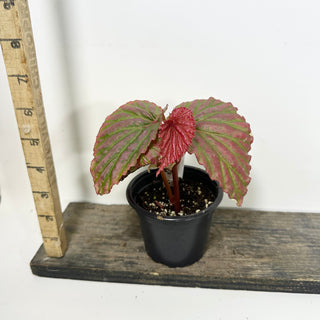 Begonia "Crazy Pink" [#2096]