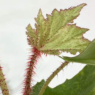 Begonia 'Ricinifolia' [#2019]
