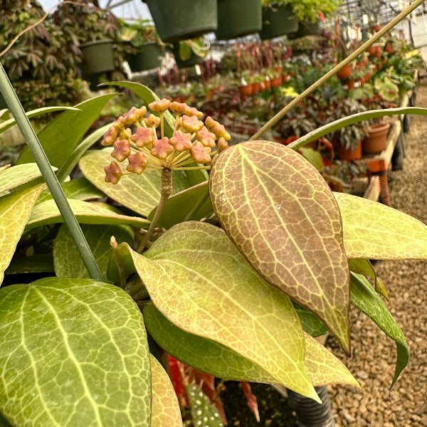 Hoya Nicholsoniae | Fragrant Plant w/ Veined Pointed Leaves