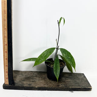 Hoya mappigera Borneo [#1608]