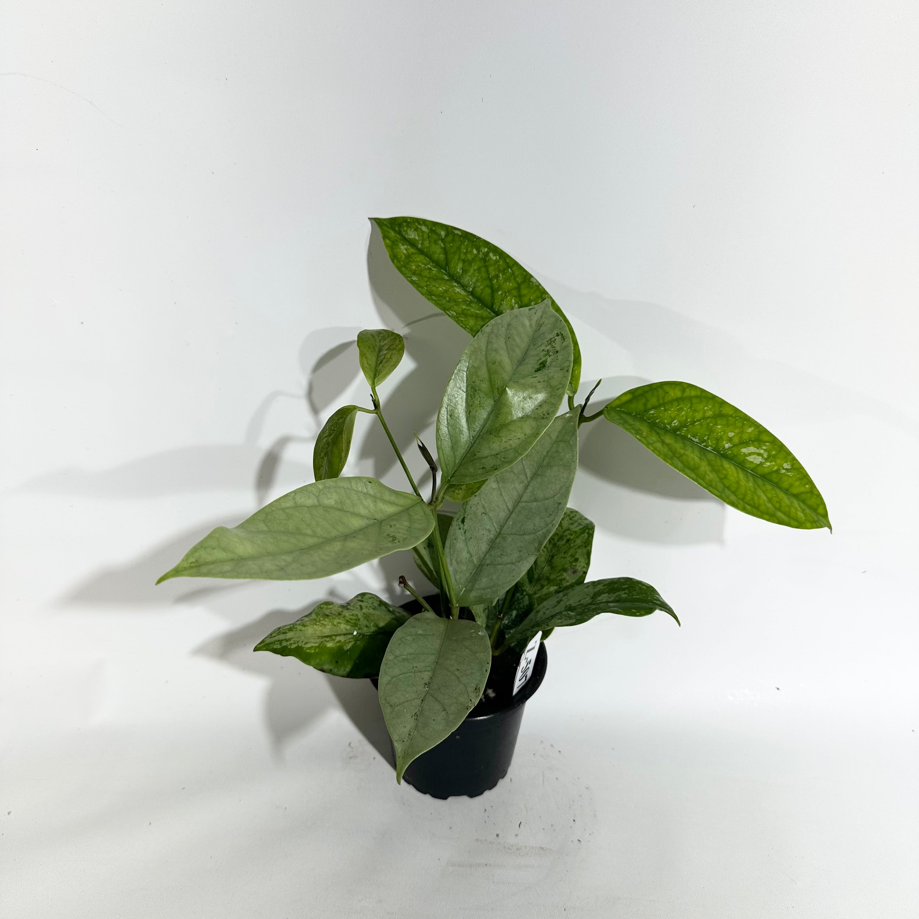 Z-5076 - Hoya coriacea (silver) – Steve's Leaves