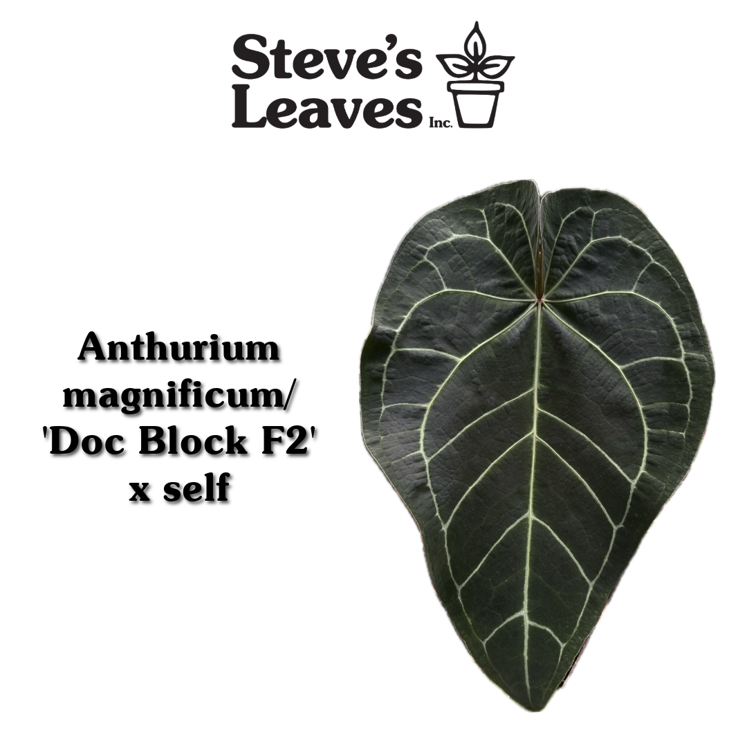 anthurium minecraft pack Anthurium magnificum/'Doc Block F2' x self