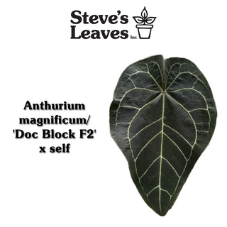 Anthurium magnificum/'Doc Block F2' x self - Seed Pack