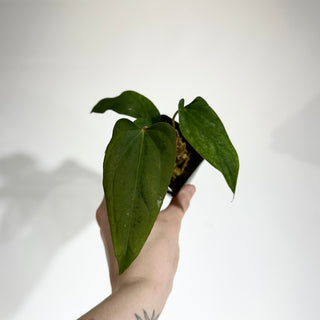 Anthurium 'Prince of Darkness' x indo portillae [#1785]
