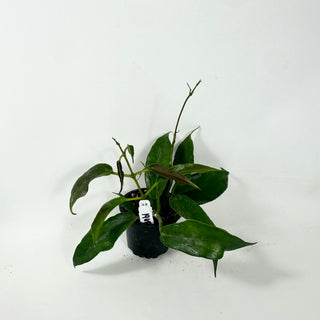 Hoya macgillivrayi (Taiwan) [#1968]