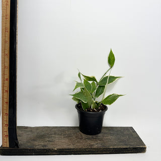 Hoya polyneura (outer variegated) [#1628]