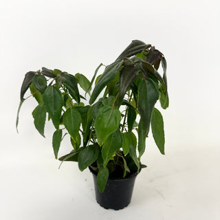 Acalypha 'Inferno'