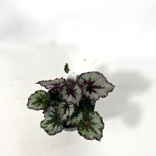 Begonia 'Harmony's Strawberry Shortcake' [#2167]