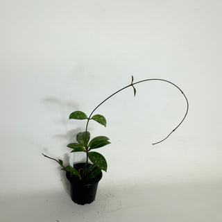Hoya crassipetiolata (Splash Round) [#1995]