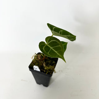 Z-5233 - Anthurium magnificum/'Silver Blush' x unknown