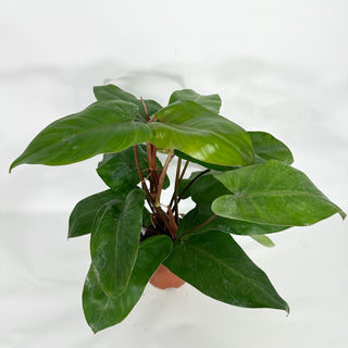 Z-4517 - Philodendron erubescens 'Red Emerald' (Non-TC)