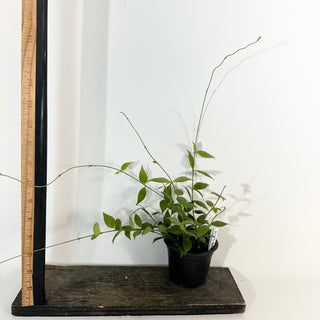 Hoya microstemma (NS11-145) [#2180]