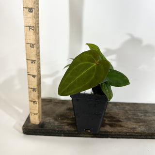 Anthurium 'Not The Mama'/forgetii x 'Amelia's Delight' [#1902]