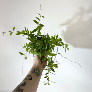 Hoya microdwarf (NS 12-323) [#2146]