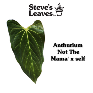 Anthurium 'Not The Mama' x self - 2 Seedlings [#1340]