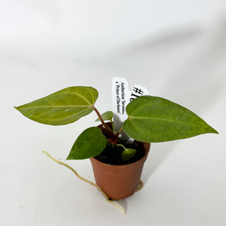 Anthurium 'Savannah' x 'Prince of Darkness' - Seedling [#1677]