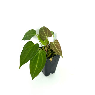 Anthurium 'Not The Mama' x Fairchild crystallinum [#2073]