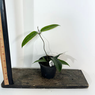 Hoya flavenscens IML 1117 [#2190]