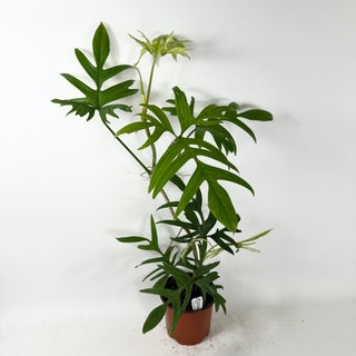 Philodendron pedatum var. Quercifolium (Non-TC) [#2436]