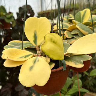 Hoya kerrii variegata