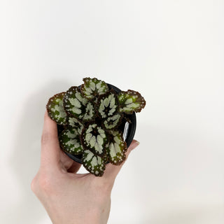 Begonia 'Dolce Vita' [#1731]