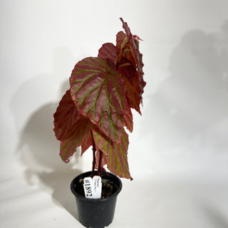 Begonia "Crazy Pink" [#1892]