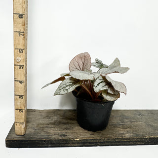 Begonia 'Rice Paper' [#1939]