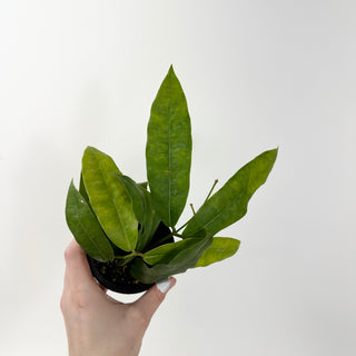 Hoya surisana [#1629]