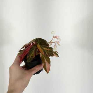 Begonia ‘Withlacoochee’ (Variegated) [#1608]