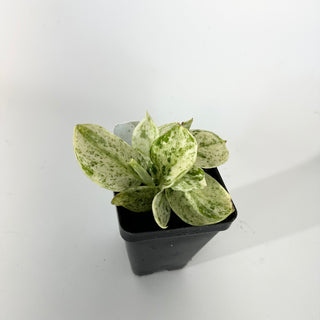 Z-5302 - Scindapsus pictus ‘Mangurai’ variegated