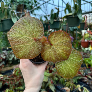 Begonia 'Boomer'