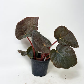 Begonia 'Steve's Leaves Bloodmoon' [#2018]