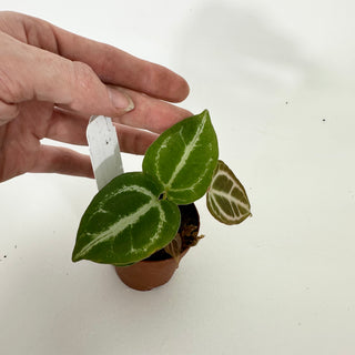 Anthurium 'Tezula Dreamweaver'/dorayaki x 'Prince of Darkness' - 2 Seedlings [#1339]