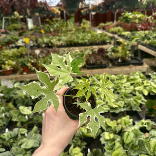 Cnidoscolus aconitifolius variegta
