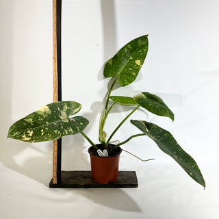 Philodendron 'Jose Buono' (Texas Form) [#1973]