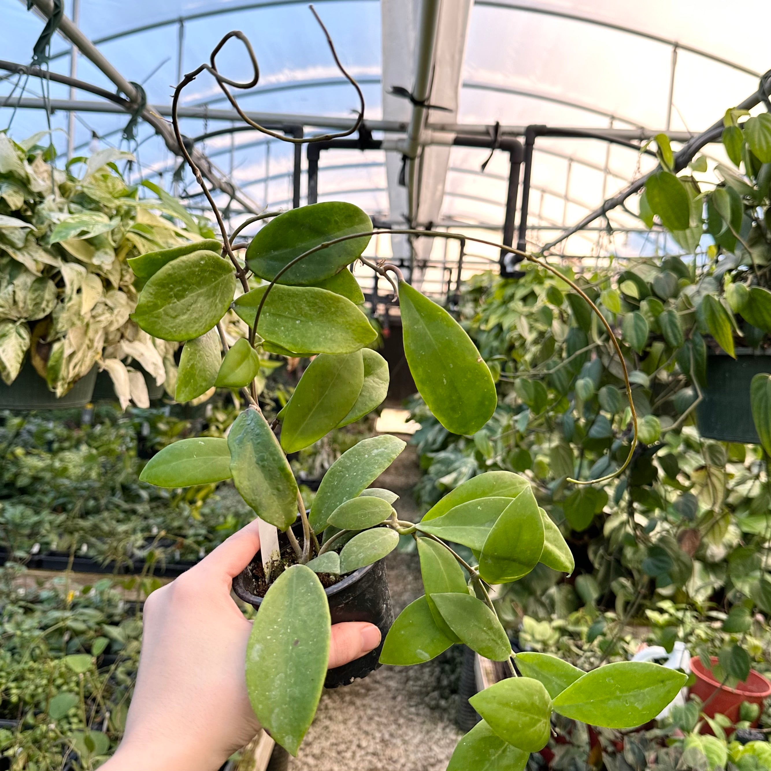 hot lips succulent plant Hoya 'Hot Lips' – Steve's Leaves