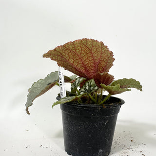 Begonia lanternaria [#2058]