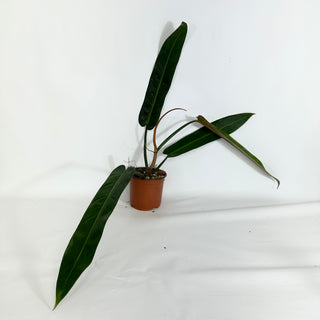 Z-4430 - Philodendron bicolor (Non-TC)