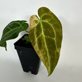 Anthurium 'Arnold Schwarzenegger' x self [#2087]